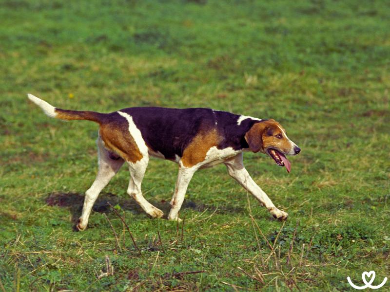 Psi-plemeno-anglicky-foxhound (2)